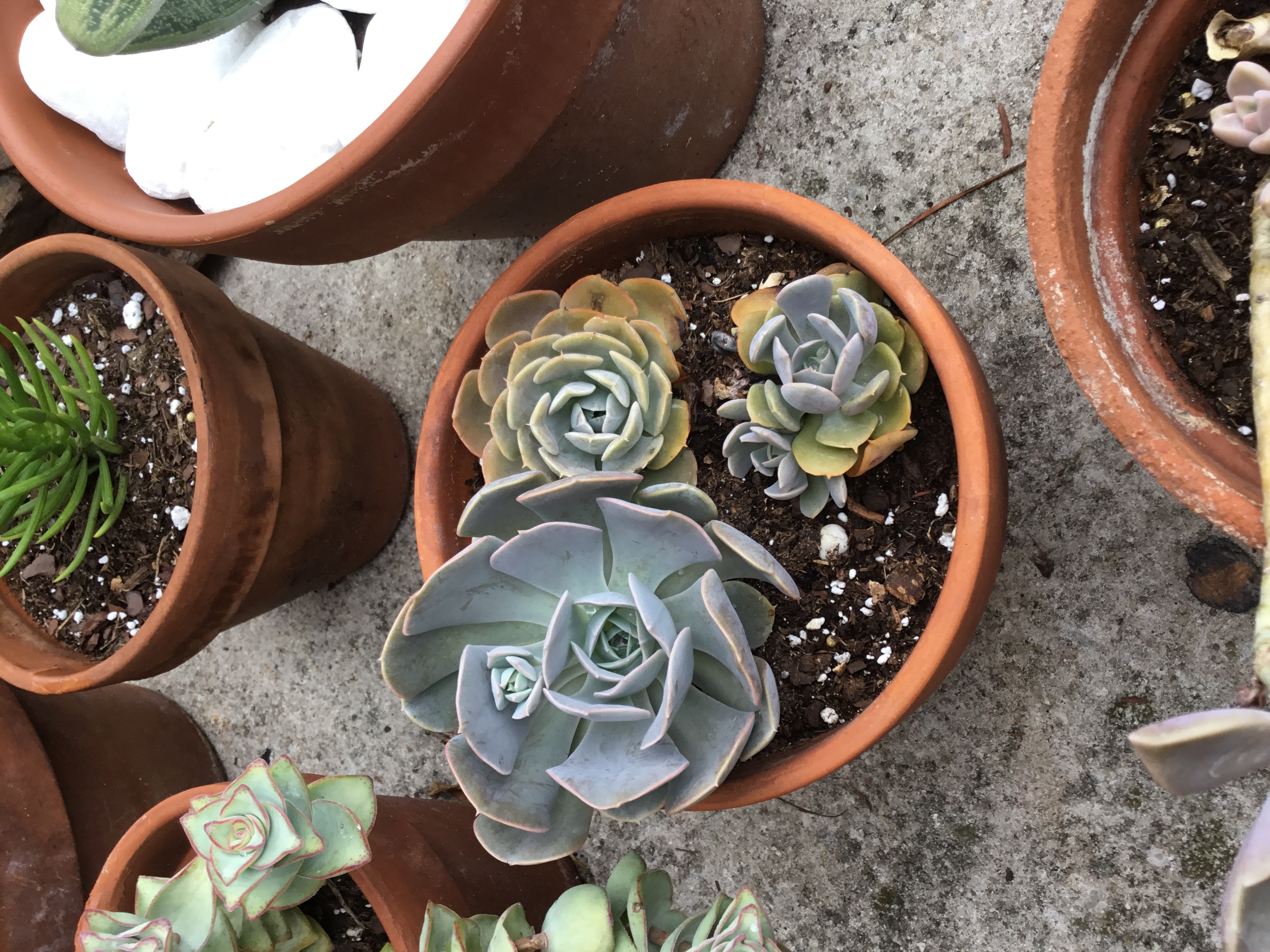 Echeveria lilacina - Ghost Echeveria (2).jpg